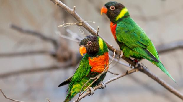 Foto: Tomáš Adamec, Zoo Praha