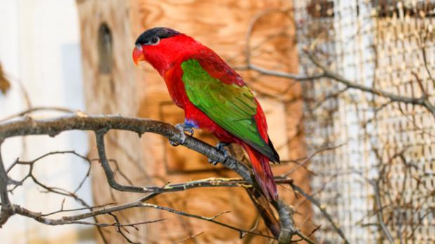 Foto: Petr Hamerník, Zoo Praha