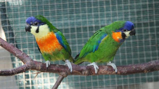 Foto: Antonín Vaidl, Zoo Praha