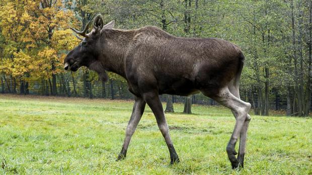 Foto: Archiv Zoo Praha