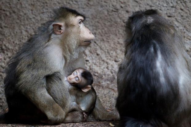 Makak vepří, foto: archiv Zoo Praha