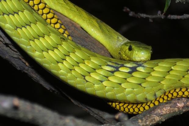 Mamba západoafrická, foto: archiv Zoo Praha