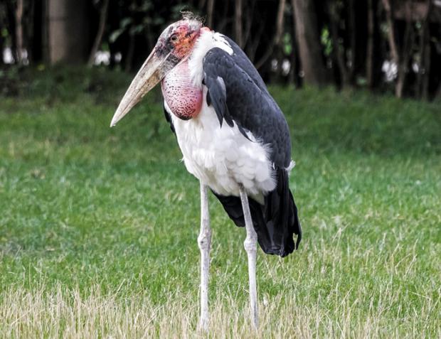 Foto: Tereza Mrhálková, Zoo Praha