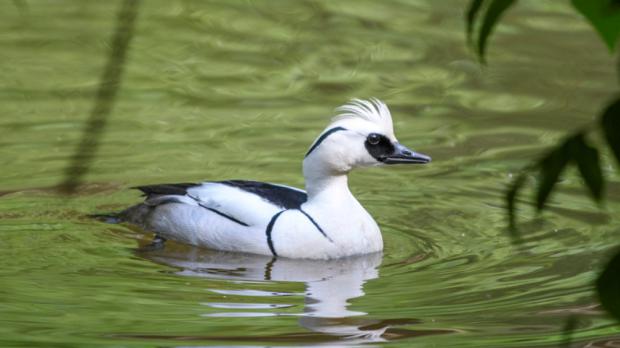 Foto: Petr Hamerník, Zoo Praha