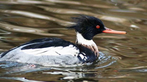 Foto: Anotnín Vaidl, Zoo Praha