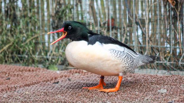 Foto: Antonín Vaidl, Zoo Praha