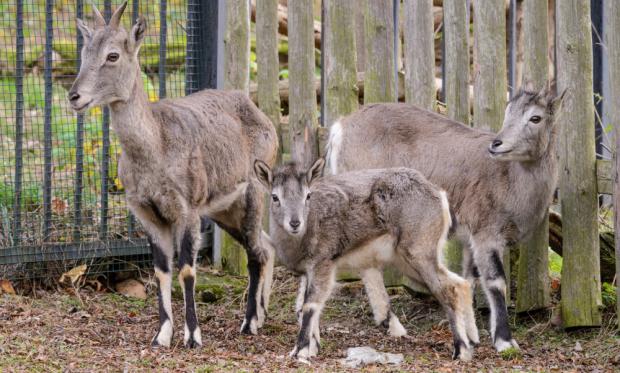 Foto: Petr Hamerník, Zoo Praha