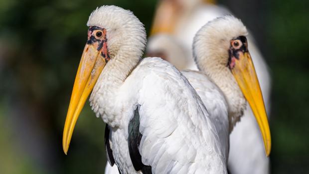 Nesyt bílý. Foto: Petr Hamerník, Zoo Praha