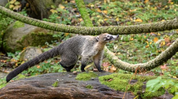 Nosál bělohubý, foto: Petr Hamerník, Zoo Praha