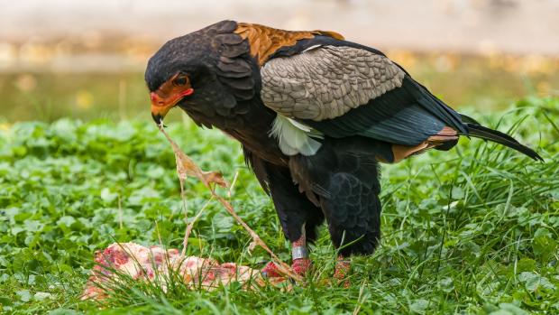 Orel kejklíř. Foto: Petr Hamerník, Zoo Praha