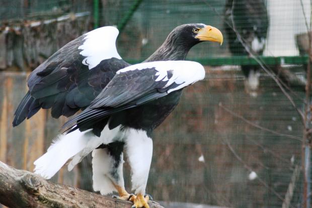 Orel východní, foto: archiv Zoo Praha