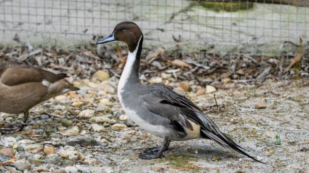 Foto: Petr Hamerník, Zoo Praha