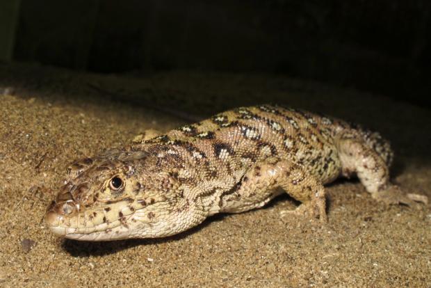 Foto: Petr Velenský, Zoo Praha