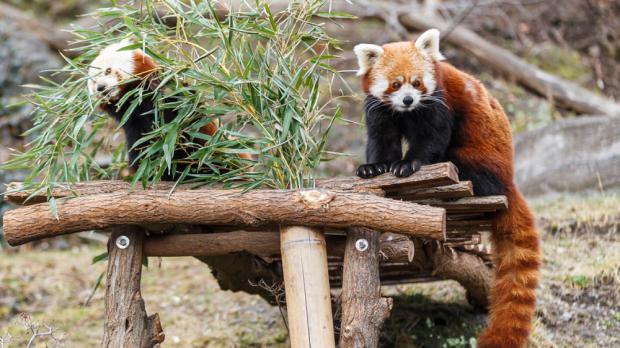 Foto: Tomáš Adamec, Zoo Praha