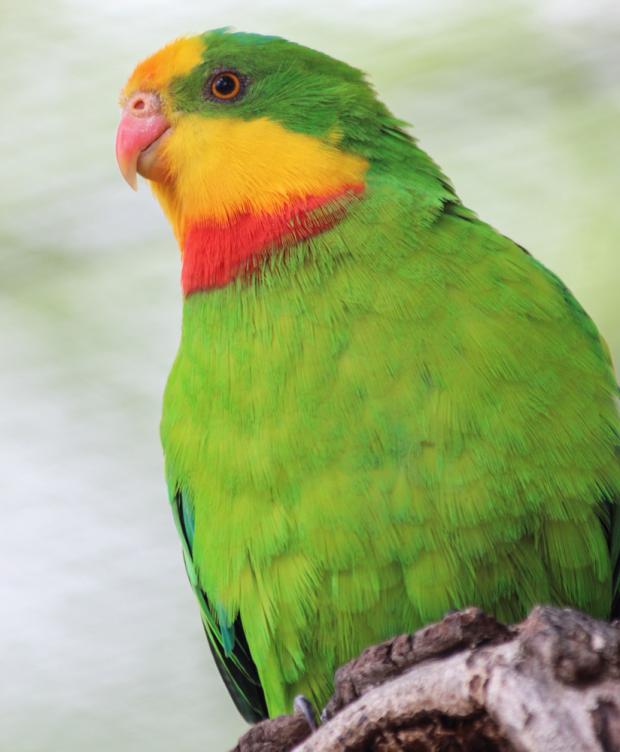 Foto: Petr Hamerník, Zoo Praha