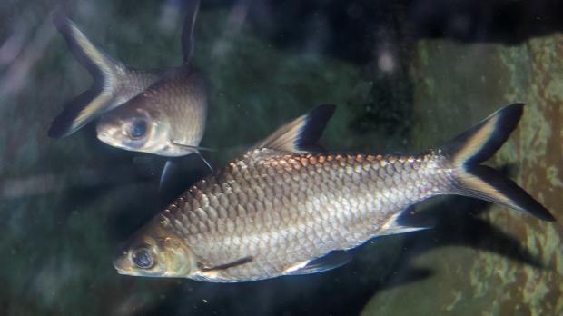 Parmička žraločí, foto: archiv Zoo Praha