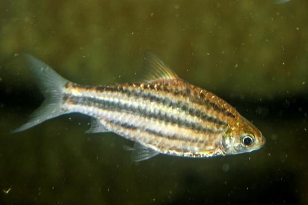 Parmička páskovaná, foto: archiv Zoo Praha