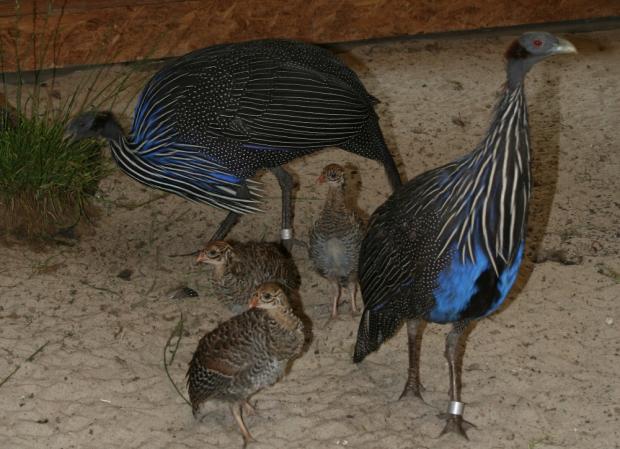 Perlička supí, foto: archiv Zoo Praha