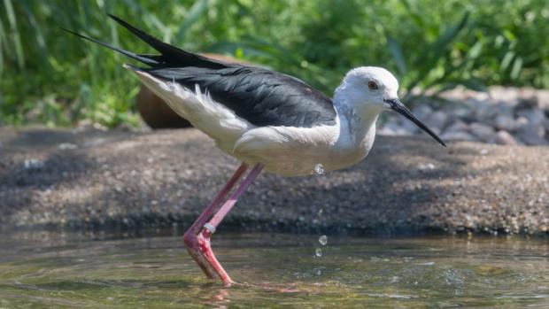 Pisila čáponohá. Foto: Tereza Mrhálková, Zoo Praha