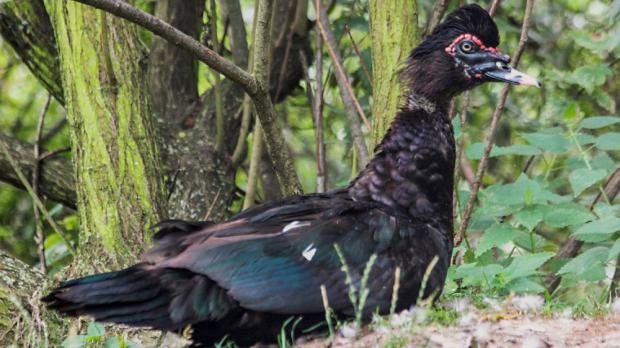 Foto: Antonín Vaidl, Zoo Praha