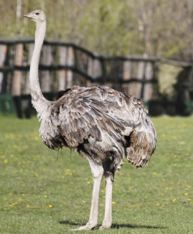 Foto: Tomáš Adamec, Zoo Praha