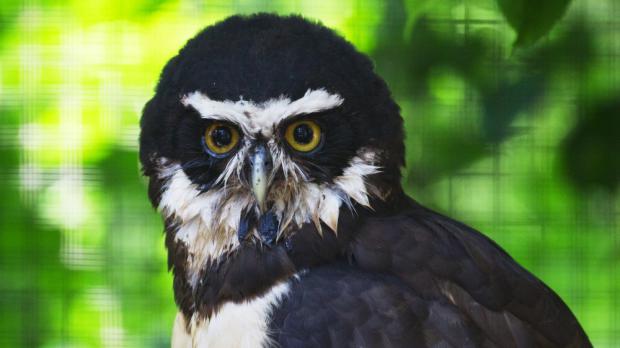 Foto: Tomáš Adamec, Zoo Praha