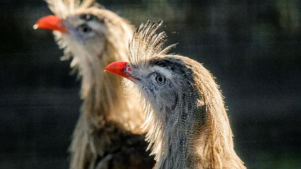 Foto: Petr Hamerník, Zoo Praha