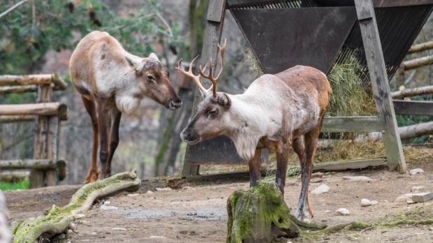 Foto: Petr Hamerník, Zoo Praha