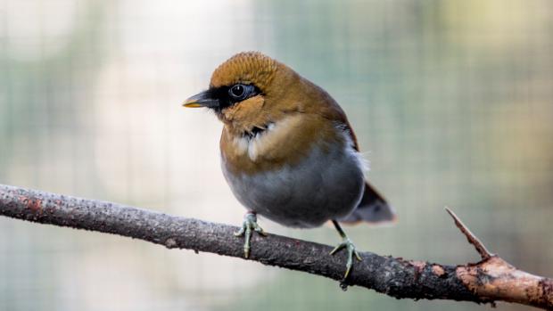 Foto: Václav Šilha, Zoo Praha