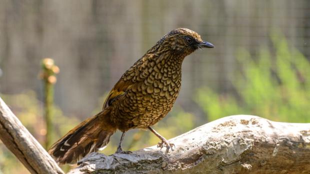 Foto: Petr Hamerník, Zoo Praha