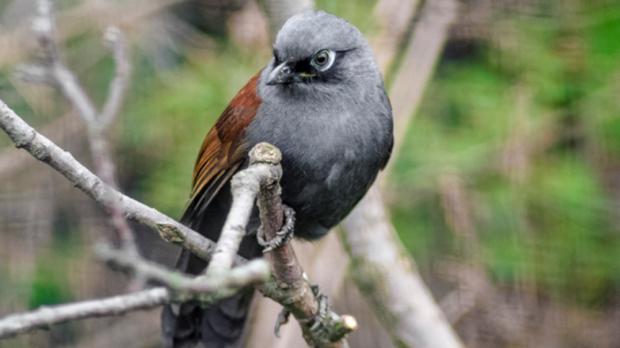 Foto: Antonín Vaidl, Zoo Praha