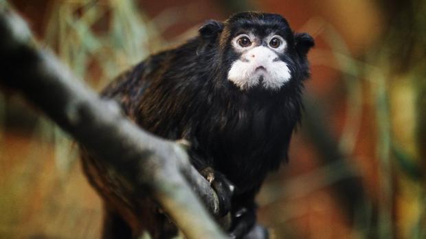 Foto: Tomáš Adamec, Zoo Praha