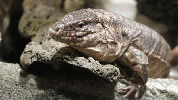 Foto: Tomáš Adamec, Zoo Praha