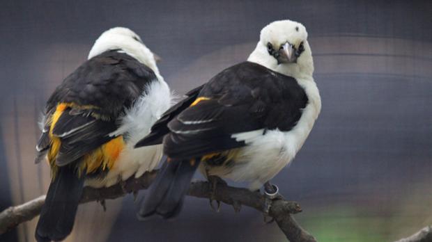 Foto: Tomáš Adamec, Zoo Praha