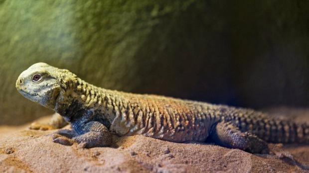 Foto: Tomáš Adamec, Zoo Praha