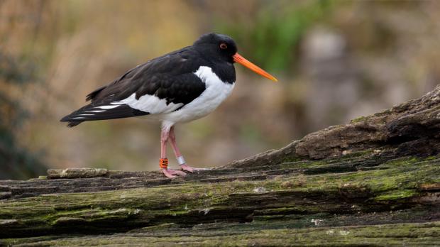 Foto: Petr Hamerník, Zoo Praha