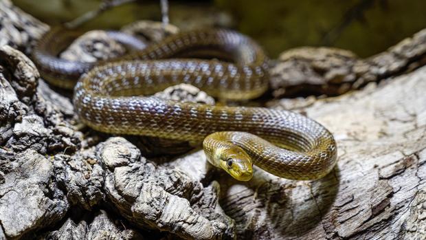 Užovka stromová. Foto: Petr Hamerník, Zoo Praha