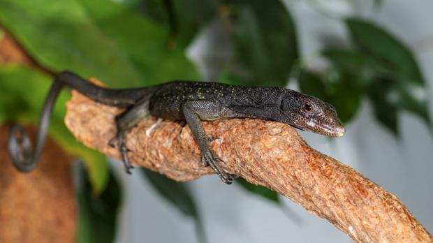 Foto: Petr Velenský, Zoo Praha