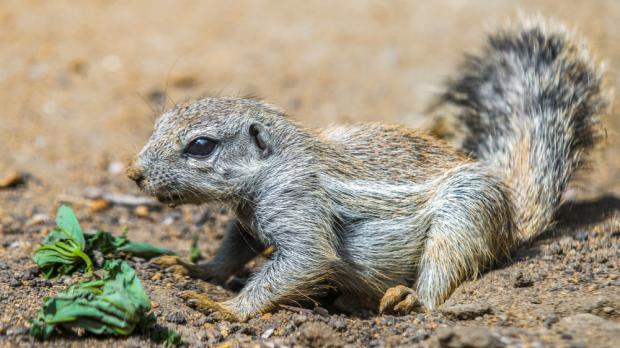 Veverka kapská - mládě, foto: Petr Hamerník, Zoo Praha