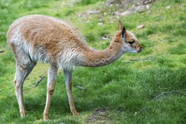 Vikuňa, foto: archiv Zoo Praha