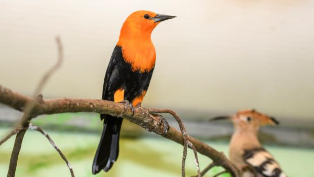 Foto: Petr Hamerník, Zoo Praha