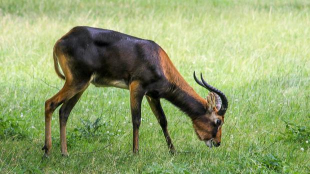 Foto: Archiv Zoo Praha