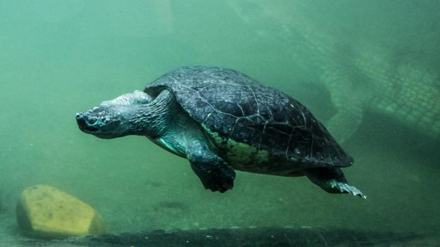 Foto: Petr Velenský, Zoo Praha