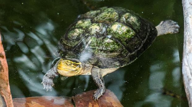 Foto: Petr Hamerník, Zoo Praha