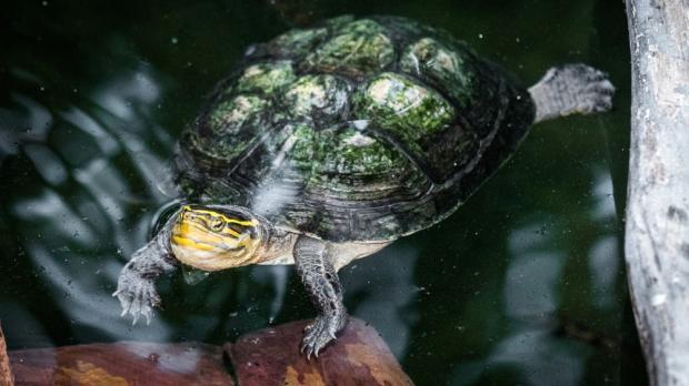 Foto: Petr Hamerník, Zoo Praha