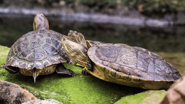 Foto: Petr Velenský, Zoo Praha