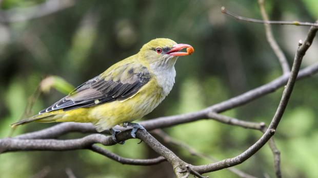 Žluva hajní, foto: Petr Hamerník, Zoo Praha