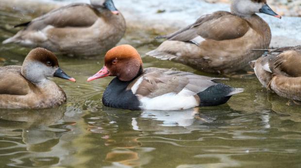 Foto: Petr Hamerník, Zoo Praha