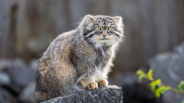 Foto: Oliver Le Que, Zoo Praha