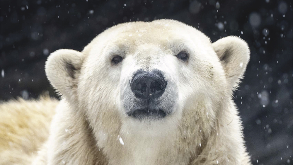 Foto: Oliver Le Que, Zoo Praha